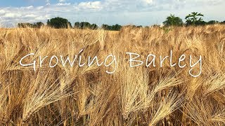 Growing Barley [upl. by Chernow]