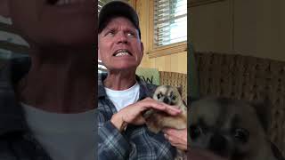 Hilariously Angry Chihuahua LOATHES Getting Pets [upl. by Valorie]