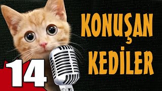 Konuşan Kediler 14  En Komik Kedi Videoları [upl. by Philip]