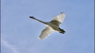 Skagits Trumpeter Swans [upl. by Selmore]