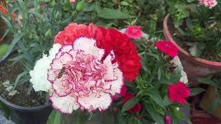 How to grow and care Dianthus amp Carnation plant [upl. by Tiersten461]