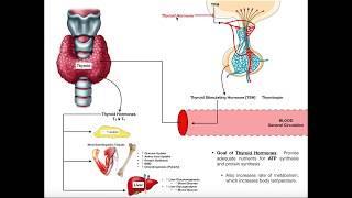 Specific Hormones  Functions of Thyroid Hormones [upl. by Oniram]