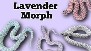 The Lavender Morph and Gene Combinations in Hognose Snakes [upl. by Noir]