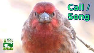 House finch call  song  sounds  Bird [upl. by Lothar]