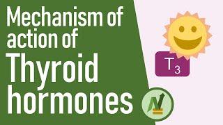 Mechanism of Action of Thyroid Hormones [upl. by Ydnic354]