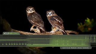 Southern Boobook  Owl Calls and Sounds [upl. by Gnolb561]