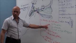 Trigeminal System  Neuroanatomy [upl. by Ailedua]