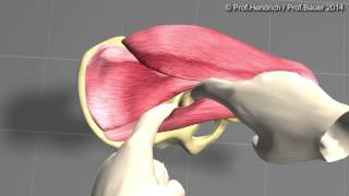 Künstliche Hüfte  minimalinvasive OP Langversion von Prof Christian Hendrich [upl. by Schifra]