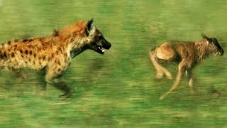 Hyena vs Baby Wildebeest  BBC Earth [upl. by Ertha269]