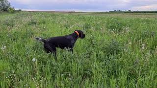 Deutsch Drahthaar field training Jagdhunde [upl. by Sibilla]