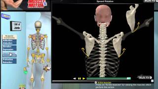 How Scapular Movement Works 3D Anatomy amp Diagrams [upl. by Leanor]