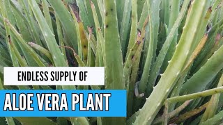 Growing aloe Vera outdoors [upl. by Ellehcor]