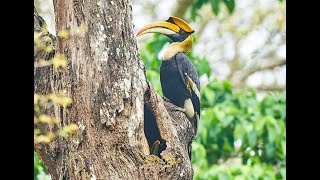 Great Hornbill Male amp female build nest Mate for life  Rare Great Hornbill Nesting amp berry feeding [upl. by Ainad]