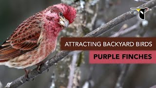 Attracting Backyard Birds Purple Finches [upl. by Lak]