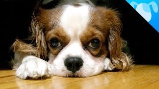 Cavalier King Charles Spaniel Facts [upl. by Ahsiemaj]