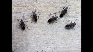 How To Get Rid of Box Elder Bugs Does This Work [upl. by Noiroc139]