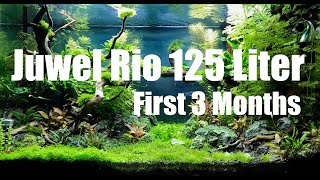 Juwel Rio 125 Liter Aquascape  First 3 Months [upl. by Hyatt]