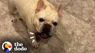 Stubborn Frenchie Hilariously Argues With Mom For 3 Hours Over Dinner  The Dodo [upl. by Lucien731]