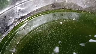 DAPHNIA MOINA CULTURE IN A SMALL BUCKET [upl. by Kistner]