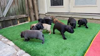 4 week old Cane Corso puppies [upl. by Elletnohs]