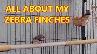 ZEBRA FINCHES AS PETS [upl. by Yarvis]