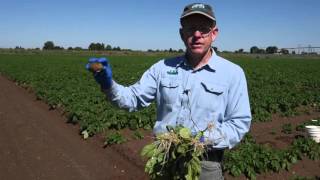 Potato Diseases Rhizoctonia solani [upl. by Marney918]