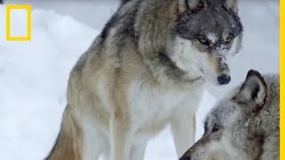 Un couple de loups gris attend ses petits [upl. by Fabozzi]