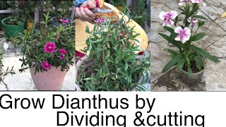 How to grow Dianthus by dividing and cuttingsEngHin [upl. by Sivaj264]