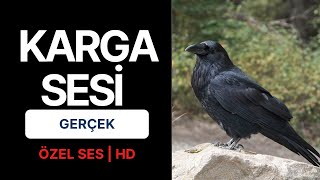 KARGA SESİ GERÇEK  HD °ÖZEL SES°  KARGA ÖTÜŞÜ [upl. by Atnauqal84]