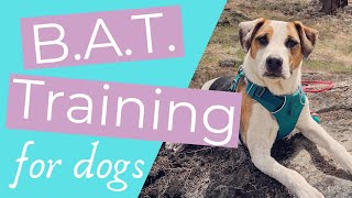 How to stop your dog from barking at other dogs Intro to BAT Training for Reactive Dogs [upl. by Towbin]