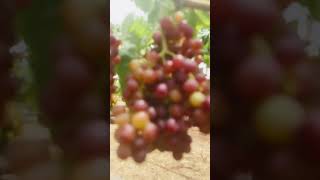 6 facts about Grapes eat grapes grapevine grapefarm [upl. by Schechinger]