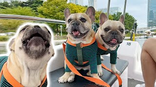 French Bulldog TANTRUM MELTDOWN First Time On A Boat [upl. by Kallman]