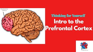 Intro to the Prefrontal Cortex [upl. by Yroc559]