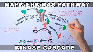 MAPKERK Signaling Pathway [upl. by Kelleher]