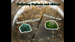 How To Culture Daphnia and Moinas using Green Water Spirulina powder [upl. by Eyaj941]