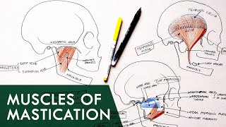 Muscles of Mastication  Anatomy Tutorial [upl. by Azalea]