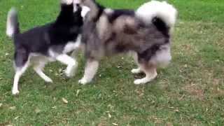 Siberian husky VS Alaskan Malamute [upl. by High]