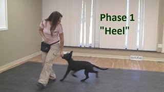 How to Train a Dog to quotHeelquot K91com [upl. by Ysnat]