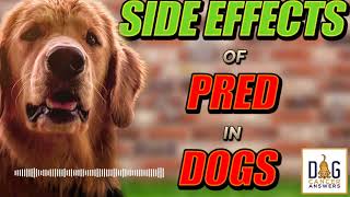 Side Effects of Prednisone in Dogs │ Dr Demian Dressler QampA [upl. by Dnomar]