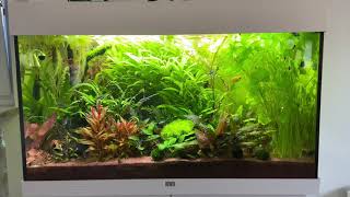 Juwel Rio LED 125l Aquarium [upl. by Ethe937]