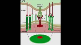 Receptores inmunitarios y transducción de señales [upl. by Nitsid]