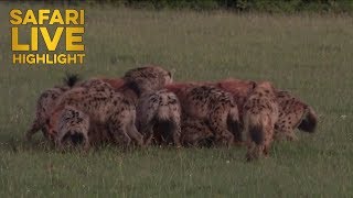 Hyenas Eat Topi Alive in the Maasai Mara [upl. by Mosi]