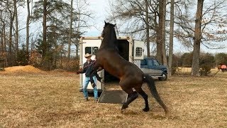 3 Steps to Teaching your Horse to Load on a Trailer [upl. by Ruperta]