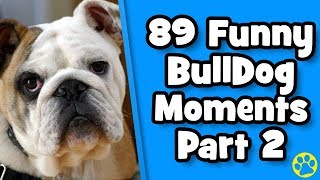 The Funniest English Bulldog Videos Of 2019 Weekly Compilation  DoggOwner [upl. by Bedelia]