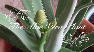 Aloe Vera  How to Replant [upl. by Greenwald]