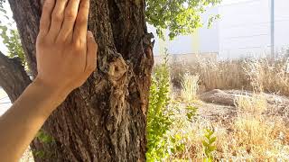 ÁRBOL DEL OLMO SIBERIANO Ulmus pumila Poderoso antibiótico para superbacterias y mucho más [upl. by Huntley999]