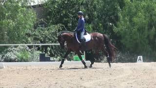 How to ride Dressage Training level test 1 [upl. by Kattie]