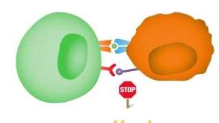 Checkpoint Inhibitors Taking the Brakes Off the Immune System [upl. by Caresse726]