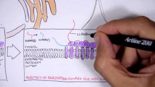 Serology Basics Hepatitis C Testing [upl. by Rinna]