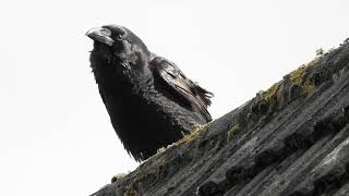 A Raven Calling 4K [upl. by Randa]